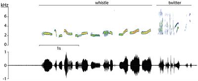 European Blackbirds Exposed to Aircraft Noise Advance Their Chorus, Modify Their Song and Spend More Time Singing